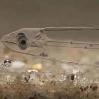 Video: Loài cá "kỳ quái" với thân hình trong suốt như pha lê
