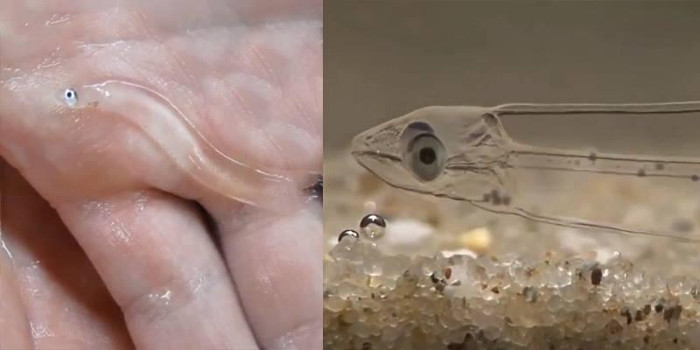 Cận cảnh ấu trùng trong suốt như pha lê của loài lươn biển. Cận cảnh ấu trùng trong suốt như pha lê của loài lươn biển.