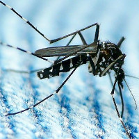 Phát hiện trường hợp lây nhiễm Zika qua đường tình dục đầu tiên tại Mỹ