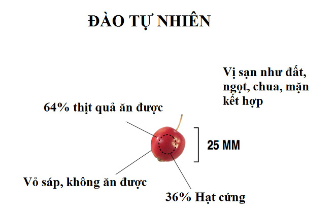 Các loại củ quả trước khi được con người thuần hóa trông như thế nào?