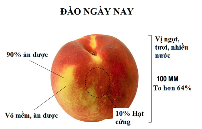 Các loại củ quả trước khi được con người thuần hóa trông như thế nào?