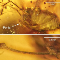 Phát hiện nhện 99 triệu năm tuổi trong tư thế giao phối