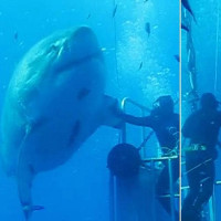Chú cá mập trắng Deep Blue 50 tuổi lớn nhất thế giới