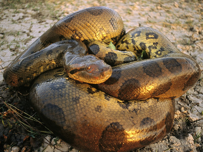 Esta es una de las criaturas más aterradoras de la Tierra.