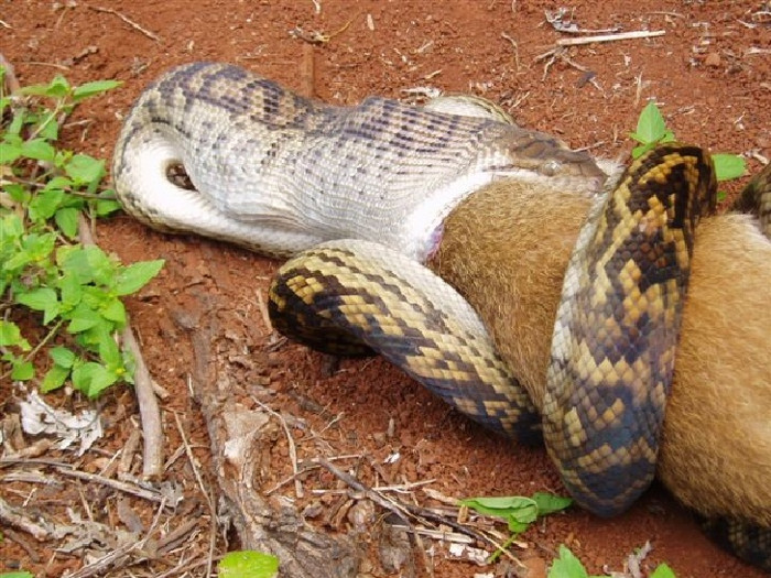 The giant python is "killing" its prey.