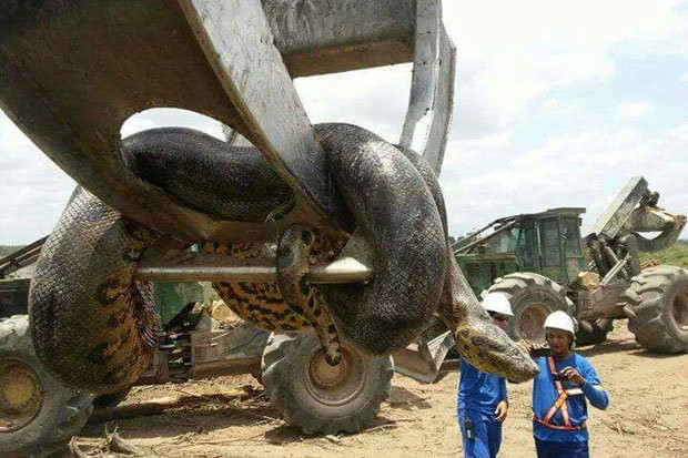 Es posible que esta criatura gigante recién descubierta sea una pitón Anacoda.