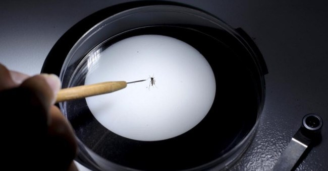 Đã phát triển thành công vaccine chống lại virus Zika
