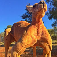 Kangaroo cơ bắp nhất thế giới