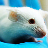 Tìm được loại thuốc kéo dài tuổi thọ chuột 35%, sắp có cho con người?
