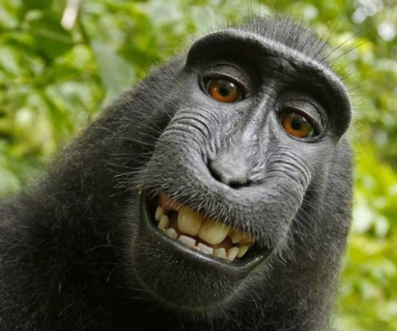 Khỉ: Hãy chiêm ngưỡng hình ảnh đáng yêu của các chú khỉ tinh nghịch, với những hành động đáng yêu và thông minh. Bạn sẽ không thể nhịn được cười và chắc chắn sẽ yêu ngay những chú khỉ này!