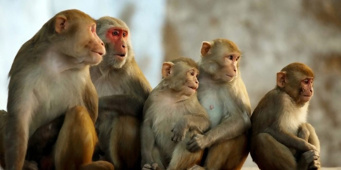 Loài khỉ - sự thật đáng kinh ngạc đằng sau những vẻ đẹp về cả tính cách và hành vi. Cùng thưởng thức hình ảnh tuyệt đẹp này và khám phá các bí mật thú vị về sự sống của chúng.