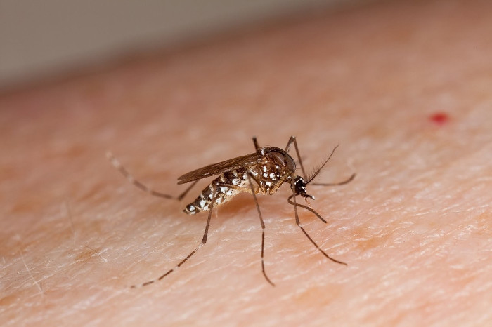Cách phân biệt dấu hiệu bệnh do virus Zika và do sốt xuất huyết