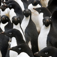 Băng trôi khổng lồ giết chết 150.000 chim cánh cụt