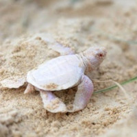 Phát hiện thấy rùa con bạch tạng cực hiếm gặp