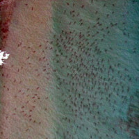Video hàng vạn cá mập di cư dọc bờ biển Florida