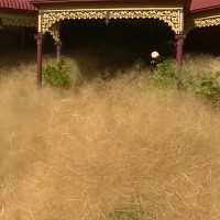 Loại cỏ kỳ dị "nhấn chìm" thị trấn Úc