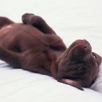 Khoa học kết luận: Chó cũng ngủ mơ như con người