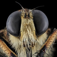 Phát triển UAV từ cách định vị của ong vò vẽ