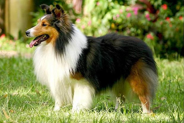 Người bạn trung thành nhất của con người đã thay đổi thế nào trong 100 năm