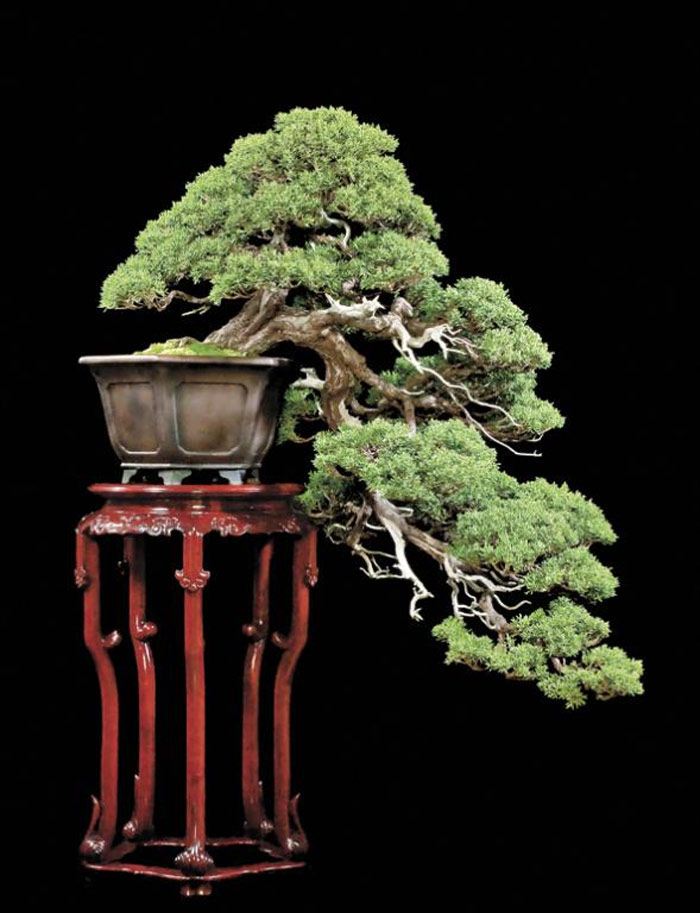 Kỹ thuật uốn cây cảnh tạo dáng nghệ thuật