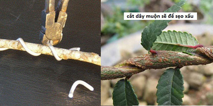 Kỹ thuật uốn cây cảnh tạo dáng nghệ thuật