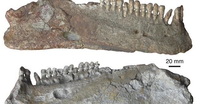 Sinh vật mệnh danh xấu nhất thế giới trước thời khủng long