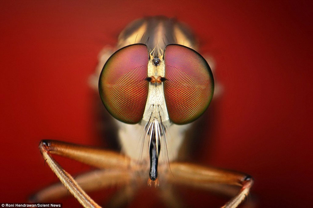 Tác giả bộ ảnh nói côn trùng rất tự tin tạo dáng trước ống kính, nhưng giữ nó làm chùm ảnh đủ kiểu dáng thì khó vô cùng. Chụp ảnh được chúng là một điều hết sức quý báu, tuyệt vời.