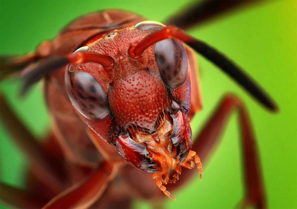 Một con ong đỏ được nhiếp ảnh gia bắt gặp tại khu vườn sau nhà của mình.