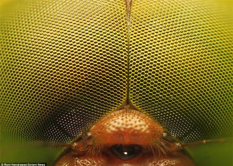 Đây là đôi mắt kép của một con chuồn chuồn. Mắt chứa hàng ngàn tế bào phát sáng ommatidia. Những tế bào này khá nhạy cảm trước ống kính.