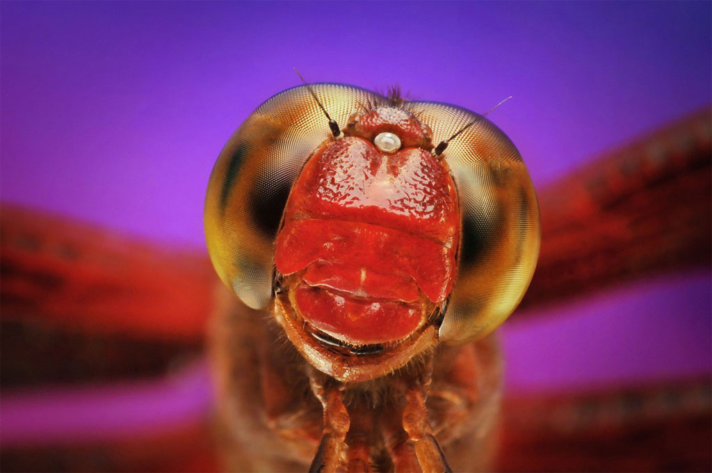 Chuồn chuồn vân đỏ tự sướng trước ống kính.