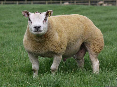 Trong da của loài cừu kỳ lạ này có nhiều tuyến mồ hôi và tuyến mỡ hơn dê. 