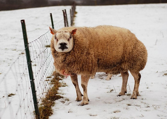 Đây là một giống cừu nhà có nguồn gốc từ Bỉ.