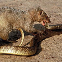 7 loài săn mồi ăn thịt rắn độc như... "ăn kẹo"