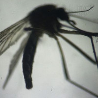 Brazil dùng tia phóng xạ triệt sản muỗi chặn virus Zika