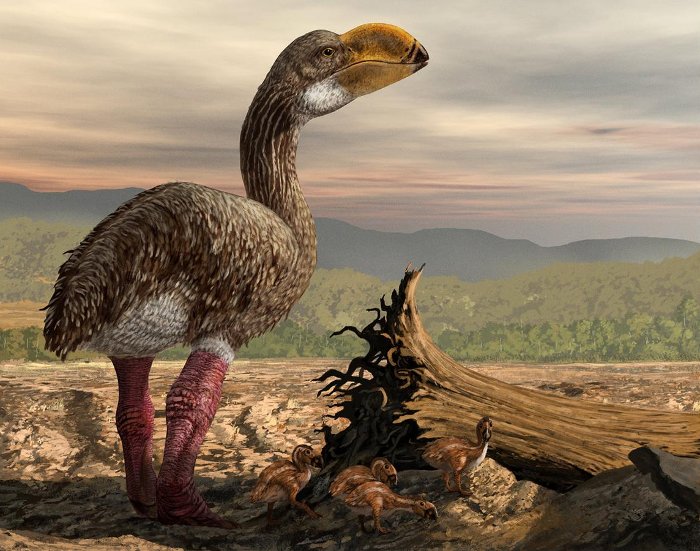 Loài chim biết không bay Dromornis stirtoni cao ba mét và nặng 500kg.