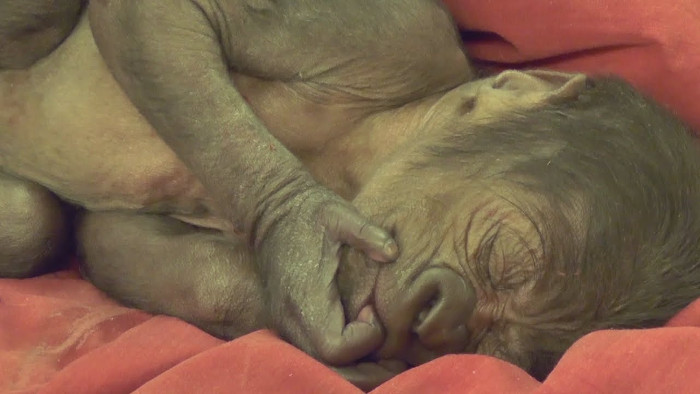 Đây là ca mổ đầu tiên cho khỉ đột mẹ bị tiền sản giật. 