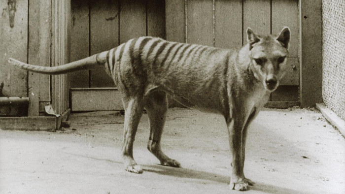 Hổ Tasmania (hay còn gọi chó sói túi Thylacinus cynocephalus).