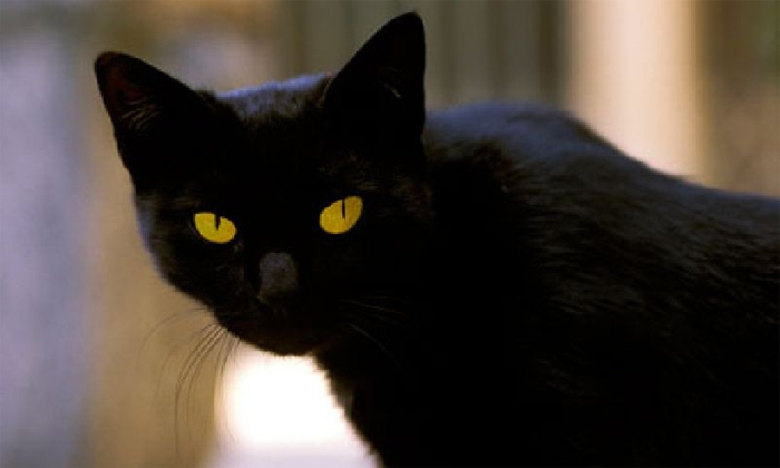 Mèo được cho là loài vật mang điện tích dương Mèo được cho là loài vật mang điện tích dương