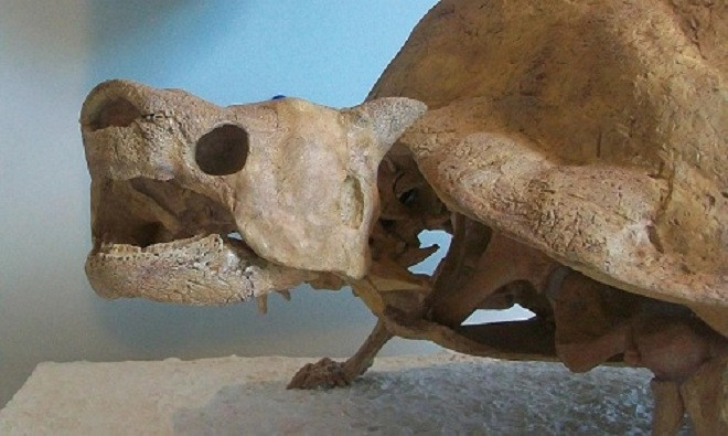 Rùa khổng lồ Australia Meiolania platyceps.