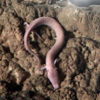 Phát hiện "rồng con" trong hang động châu Âu, 7 năm không ăn gì vẫn sống sót