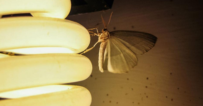 Đèn LED màu nóng ít thu hút muỗi hơn so với đèn màu lạnh
