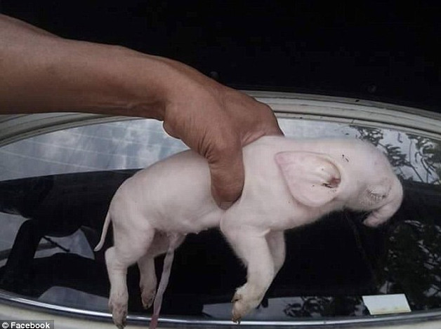 Con lợn bị đột biến gene.