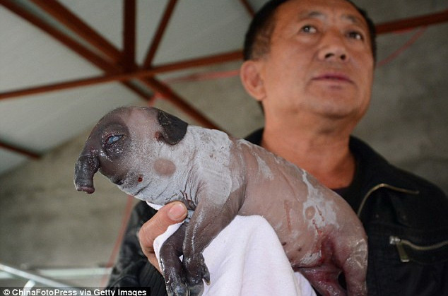 Một con lợn con với vẻ ngoài tương tự cũng được sinh ra tại Trung Quốc năm 2014. 