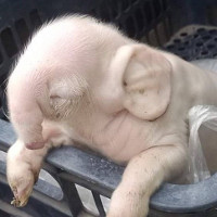 Xuất hiện một con lợn bị đột biến gen có vòi, tai giống voi
