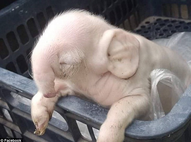 Con lợn con giống voi sinh ra ở Campuchia.