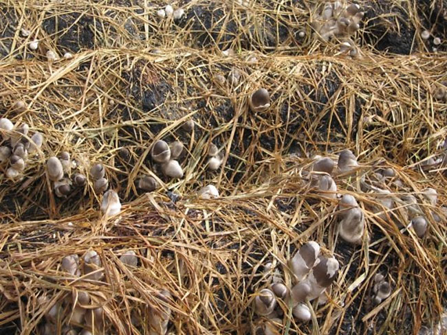Nấm rơm là loài ngắn hạn, nhanh cho thu hoạch