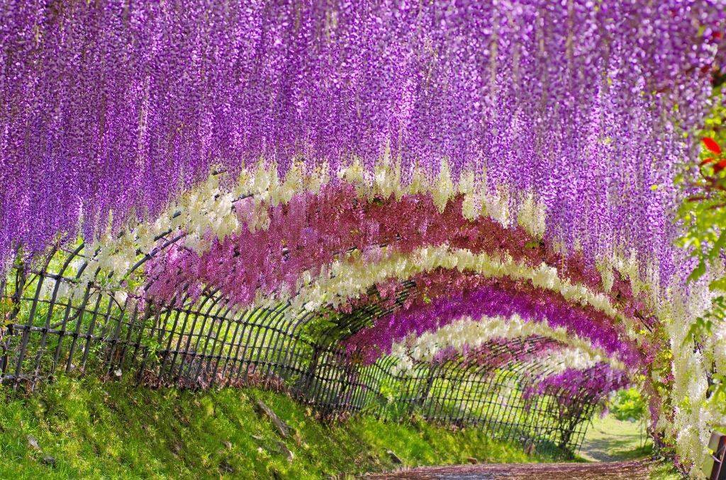 Chiêm ngưỡng những cánh đồng hoa đẹp hút hồn ở Nhật Bản - KhoaHoc.tv