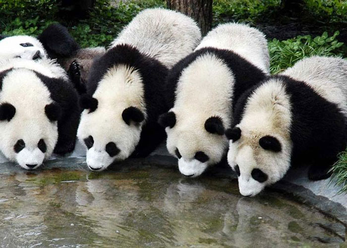 Khu bảo tồn Gấu trúc lớn Tứ Xuyên
