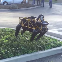 Video: Chó nhà thực ra chẳng ưa gì chó robot như bạn tưởng đâu