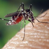 5 kiến thức cơ bản ai cũng phải biết về virus Zika